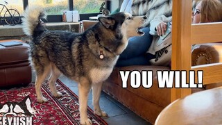 My Husky โต้เถียงกับทุกคนในวันหยุด!