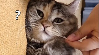 Why are you tugging on my whiskers halfway through the conversation?