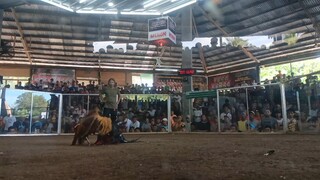 BARBON FIGHT