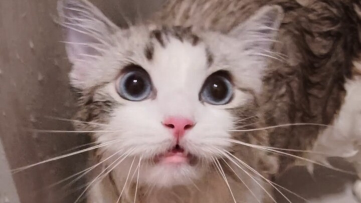 Mèo: Chẳng ai báo trước là sẽ tắm à?