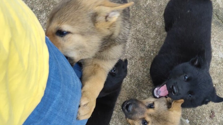 This little dog is so enthusiastic.