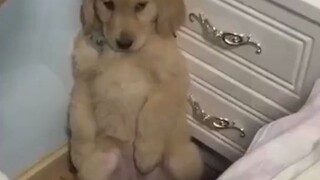 Kapan Anda merasa anjing Anda paling mirip manusia? Mungkin ketika mereka tiba-tiba mengambil posisi