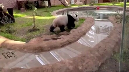 Ini direkam oleh seorang netizen di Qatar; ia pergi ke paviliun panda untuk melihat Sihai, dan tak d