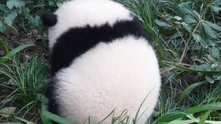 【大熊猫庆庆】草丛里捡到一颗熊猫蛋
