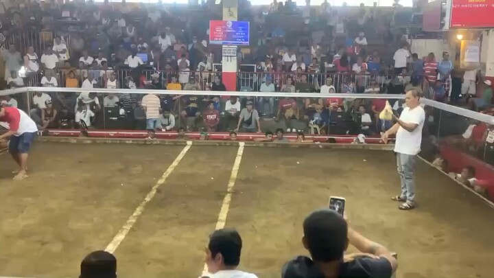 Muff White 2x winner 👌🐓