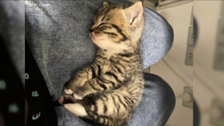 ‘🐱 Nhóc con sao lại ngoan đến thế’