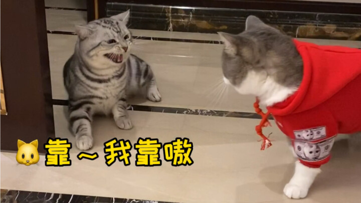 When the cat owner gets bullied by another cat, will the cat feel sorry for them?