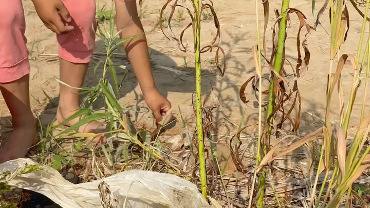 As a child, the village guardian loved catching crayfish in this ditch, always covered in mud and to