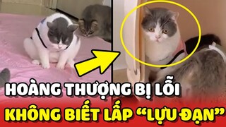 Sen BẤT LỰC với chiếc mèo PHIÊN BẢN LỖI không biết LẤP "LỰU ĐẠN" 😂 | Yêu Lu