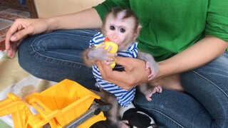 Oh God, Baby Mino Busy like a Monkey