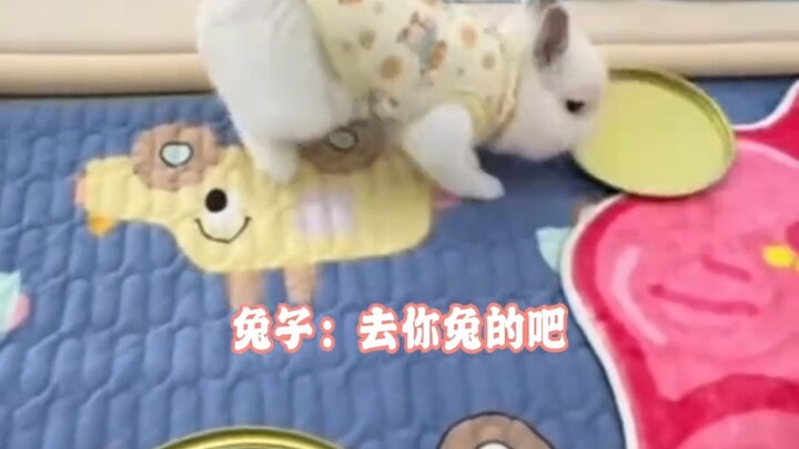 Thỏ: Đừng tưởng tôi bình thường ăn chay thì cậu cứ coi tôi là đồ ăn chay nhé! “Thỏ” không ngờ nổi sự