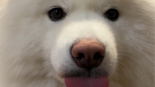 Ada kepala anjing, aku tidak akan menghapusnya, biarkan saja begitu, ah~ aku hanya iseng kok