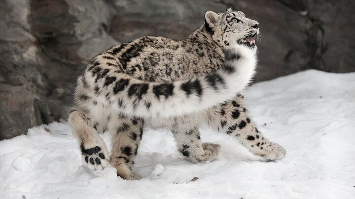 The little snow leopard uses its big tail to make a cozy blanket for its mom, and they groom each ot