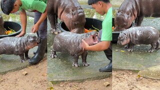 Giá trị sát thương của hà mã có sức tấn công nổ là 0