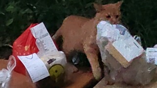 Tội phạm chuyên trộm đồ ăn giao hàng của Đại học Tây Nam