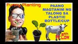 PAANO MAGTANIM NG TALONG (eggplant) SA PLATIC BOTTLE AT CUP (Quarantine Planting)