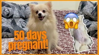 50 DAYS OLD PREGNANT POMERANIAN | SUPER MARCOS VLOGS