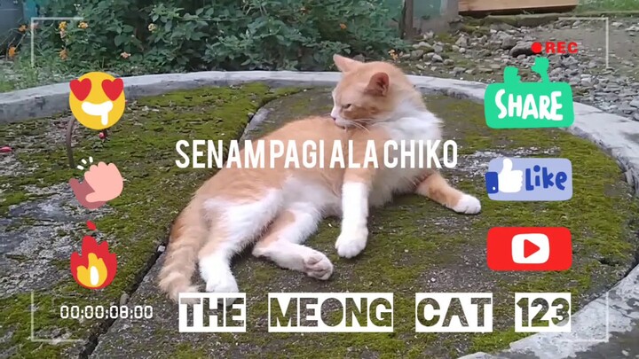 senam Pagi Ala Chiko #KucingAnggora