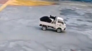 "Tentang Hal Kecil yang Memalukan bagi Kucing"