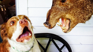 วิดีโอแมวตลก😹และสุนัข🐶 - พยายามอย่าหัวเราะความท้าทาย!