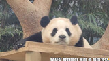 [Loài vật] [Panda Fu Bao] Chờ đợi