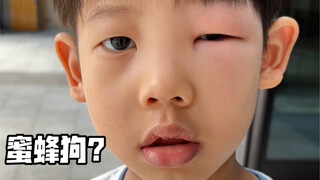 被叮成蜜蜂狗的二弟一点也没耽误炫饭