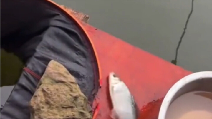 Fish: Damn it… Why?!