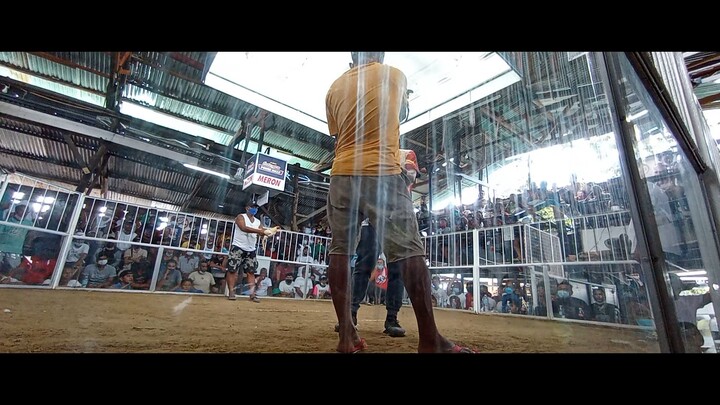 Simala Cockpit Arena 2 Cocks Derby