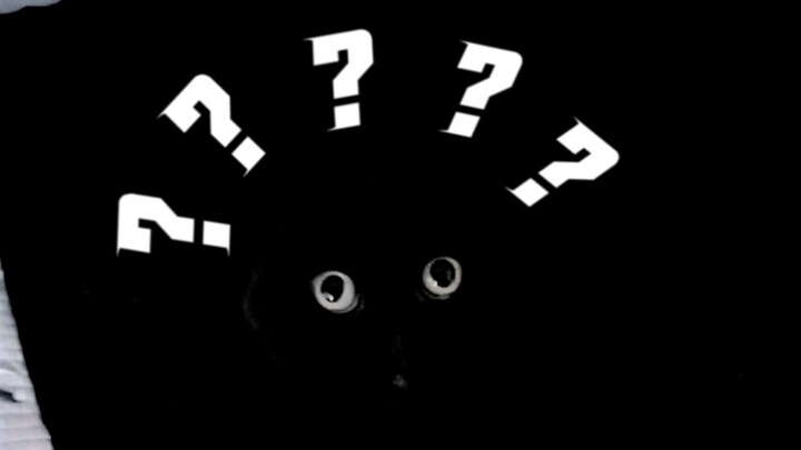 Làm thế nào mà lại có một chú mèo đen dễ thương như Chiên Tuế Tuế này? Tôi nói là tôi vừa vồ được nó