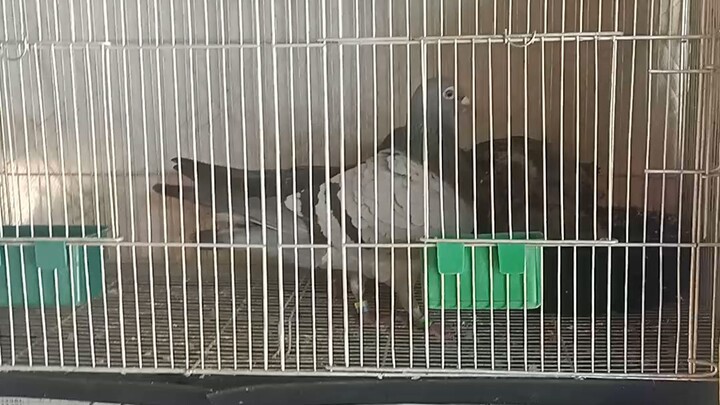 this is how pigeon feeding their own yb's🥰
