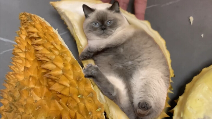Saya menghabiskan 98... dan membeli durian berjamur...