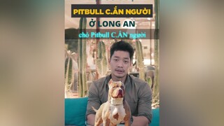 Chó PITBULL c.ắn người thì chủ nuôi có bị chịu trách nhiệm không hoccungtiktok LearnOnTikTok dcgr tuitienpet pitbull