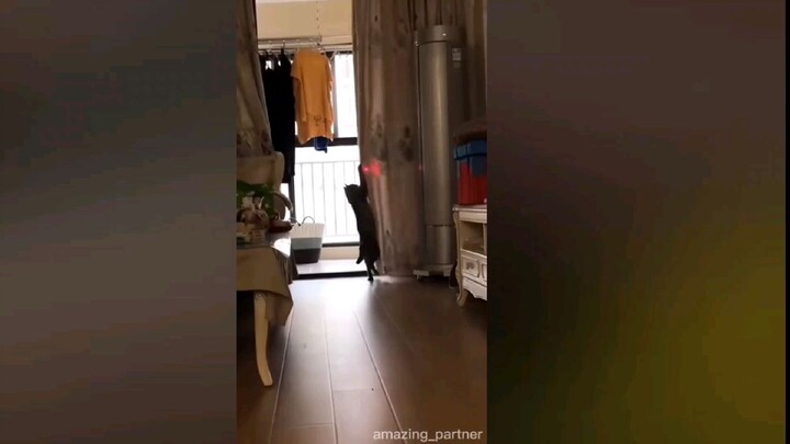 Tác dụng của việc nuôi quoàng thượng =)))