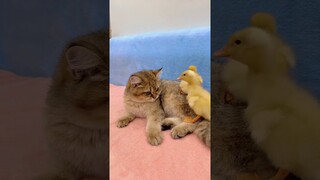 Kitten Slapping The Duckling So Funny #shorts #kittens #cats #animals #viral #trending