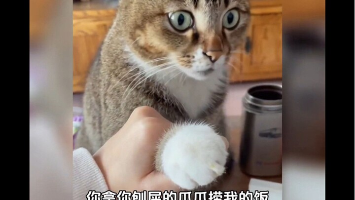 The embarrassing moment when a cat was caught doing something bad