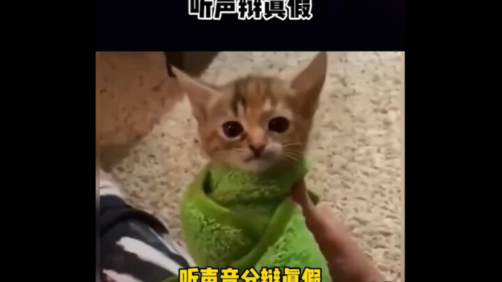 请选择小猫正确的声音