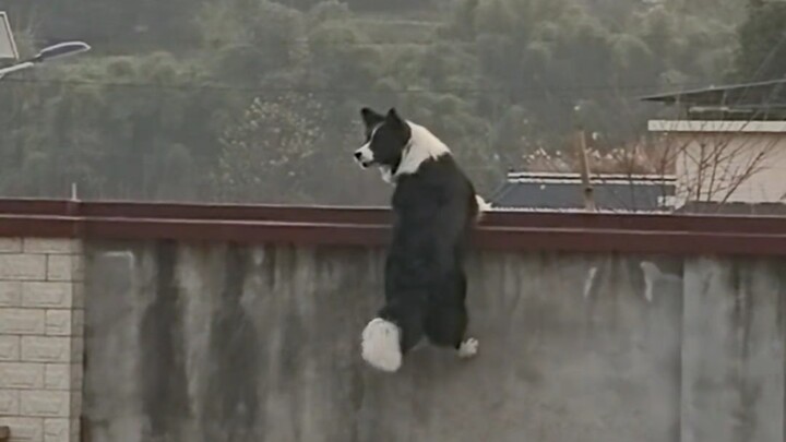 «البِيْدْغِيْرُ هُوَ البِيْدْغِيْرُ»