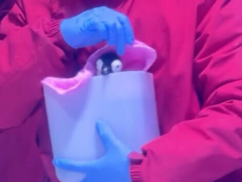 Newborn little penguin, so tiny～