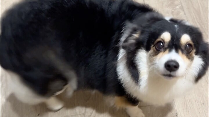 Who keeps a dog that shakes its head like this?