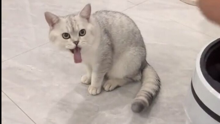 แมว: รีบเอาของนี่ไปให้พ้นเลย น่าขยะแขยงสุดๆ!