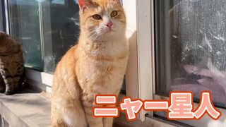 Binatang|Ternyata Kucing Sungguh Bisa Bela Diri Qing Gong