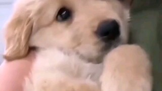 ถ้าจูบฉันอีกครั้ง ฉันจะหัวโล้น