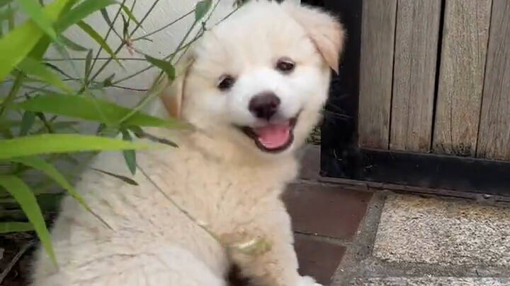 Xiaobai đưa em gái lông cừu vùng cực đến thăm lần nữa