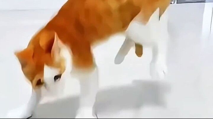 funny pets video - top amazing 004