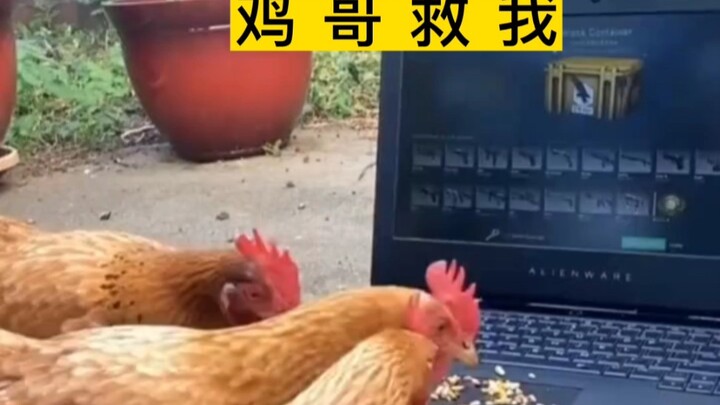 พี่ไก่ช่วยหน่อย เปิดไม่ออก คืนนี้ขออาหารเพิ่มอีกจาน!