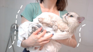 [Animals]Chaotic scenes of cat taking shower