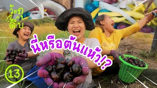 ดำโคลนหาแห้ว ทำทับทิมกรอบ - วัตถุดิบ EP13