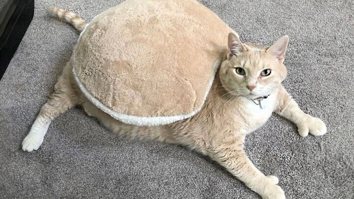 A collection of fun international videos—after watching, you'll feel like the whole world is so joyf