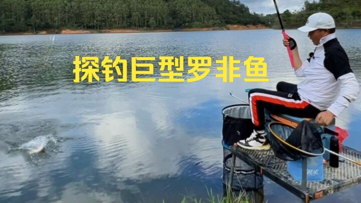 Angling for giant tilapia: a 3.6-meter short rod is straining under the pull—what an exhilarating fe