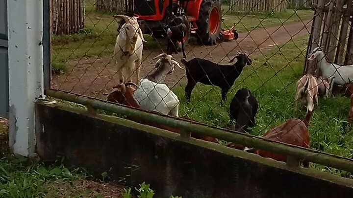 makulit dn ei. #kambing